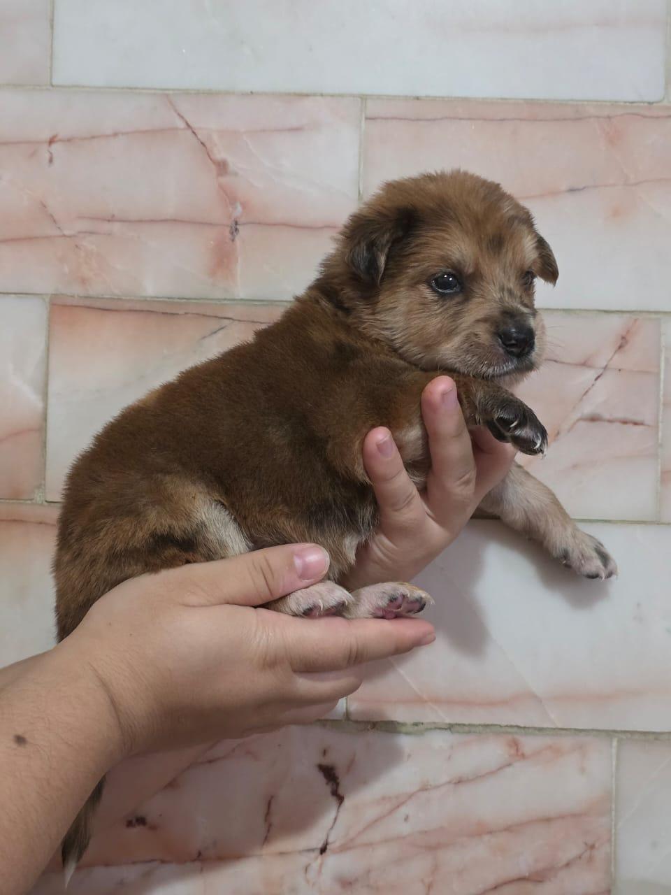 Enlarge Meredith, an adopted mixed breed in Tijuana, BCN image 2/6