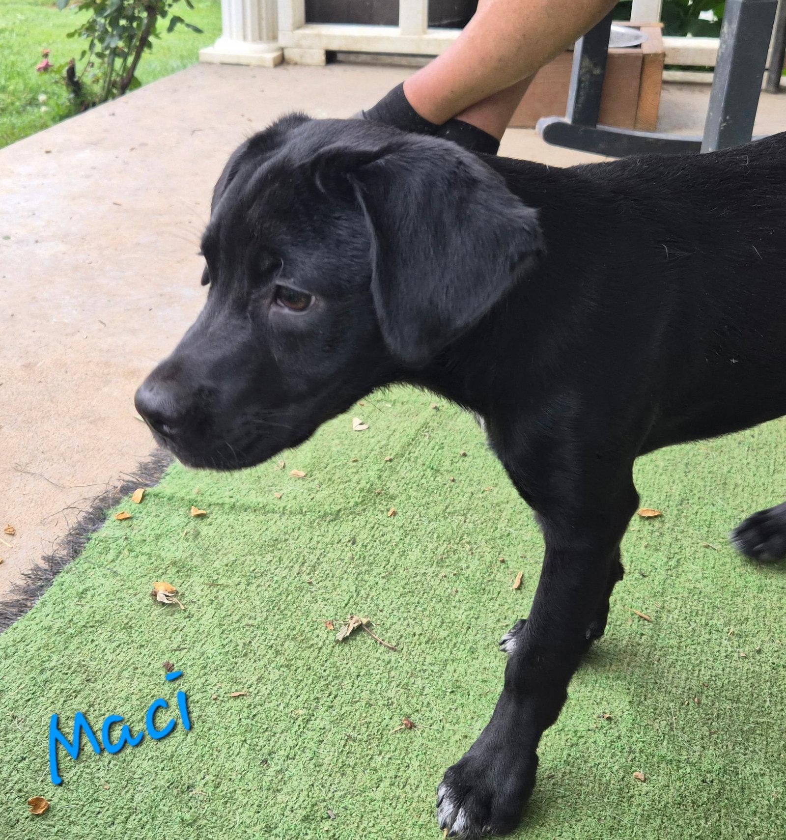 Macy, a Adoptable Labrador Retriever in Rutledge, TN image 1/3