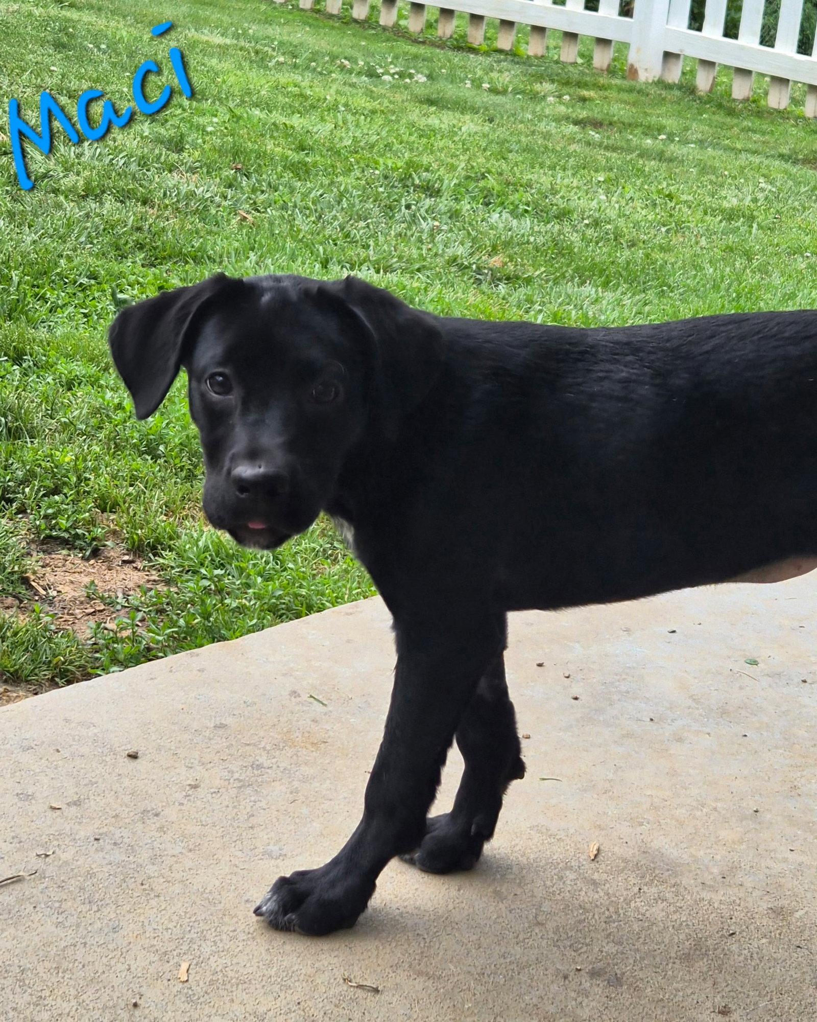 Macy, a Adoptable Labrador Retriever in Rutledge, TN image 2/3