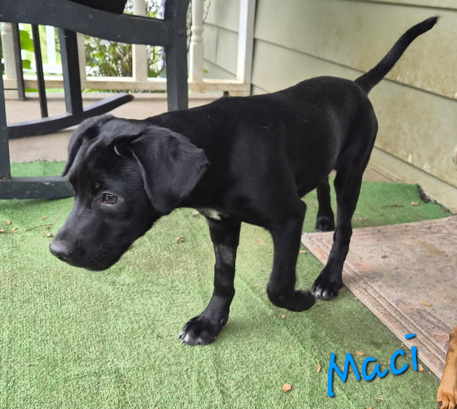 Macy, a Adoptable Labrador Retriever in Rutledge, TN image 3/3