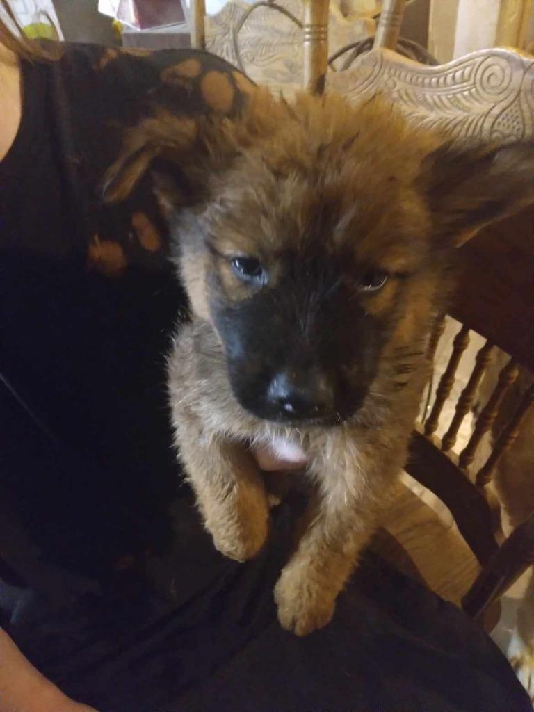 Enlarge Spice, a Adoptable mixed breed in Pahrump, NV image 1/3