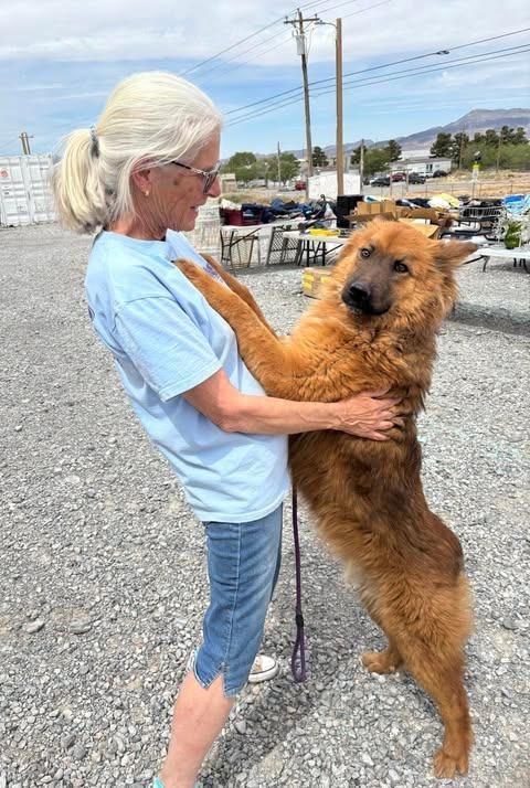 Spice, Adoptable, Young Male Australian Shepherd & Chow Chow.