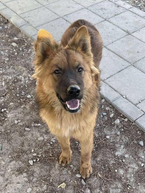 Enlarge Spice, a Adoptable mixed breed in Pahrump, NV image 3/3