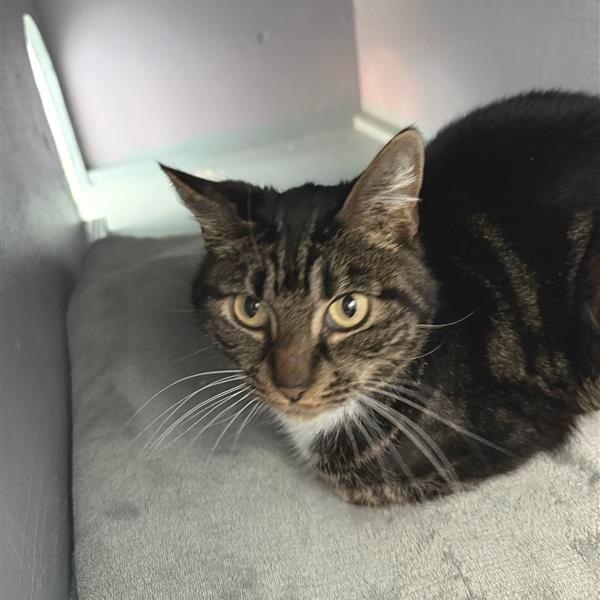 Echo, Adoptable, Young Female American Shorthair.