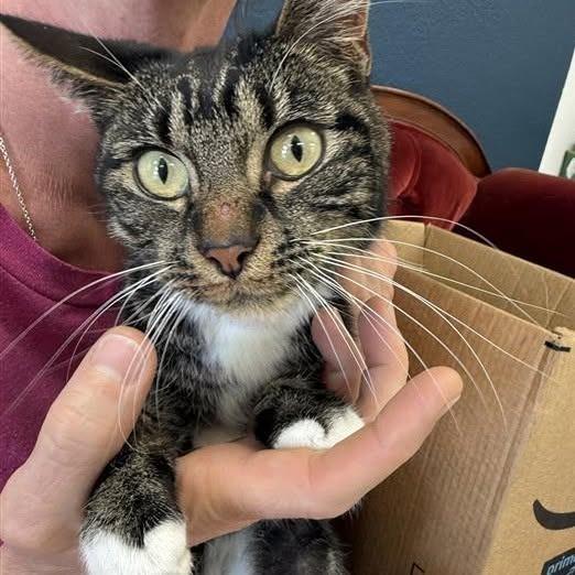 Echo, a Adoptable American Shorthair in Mount Shasta, CA image 2/3