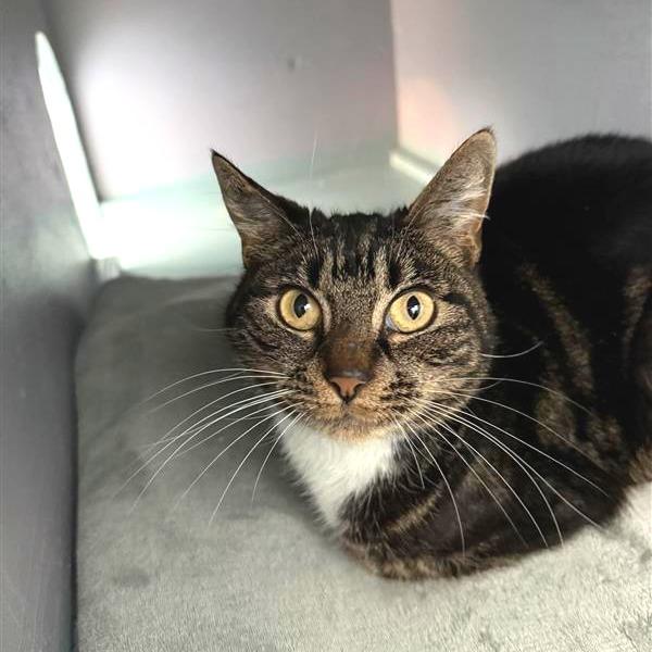 Echo, a Adoptable American Shorthair in Mount Shasta, CA image 3/3