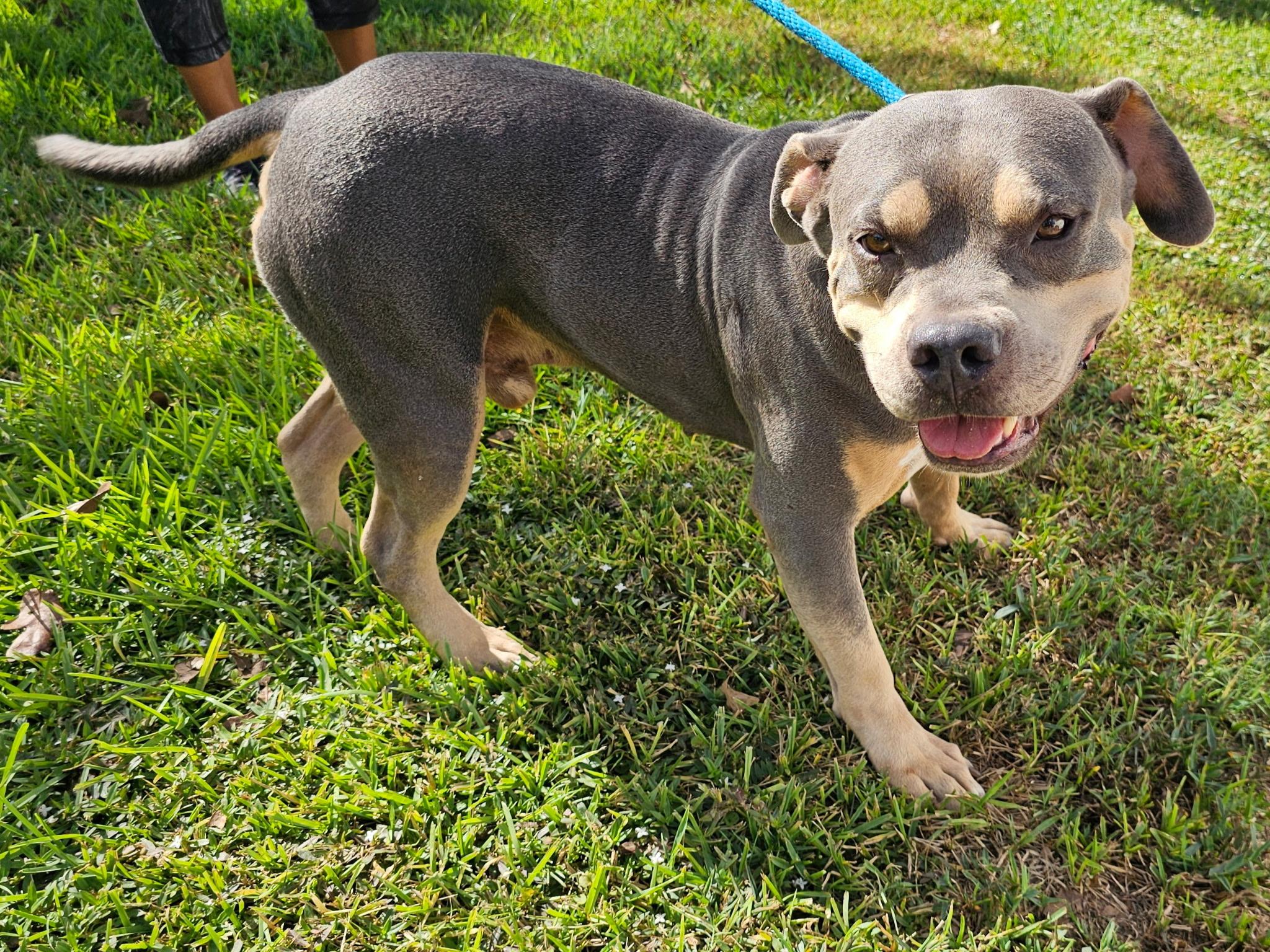 Enlarge CECIL, a Adoptable mixed breed in Albany, NY image 3/6