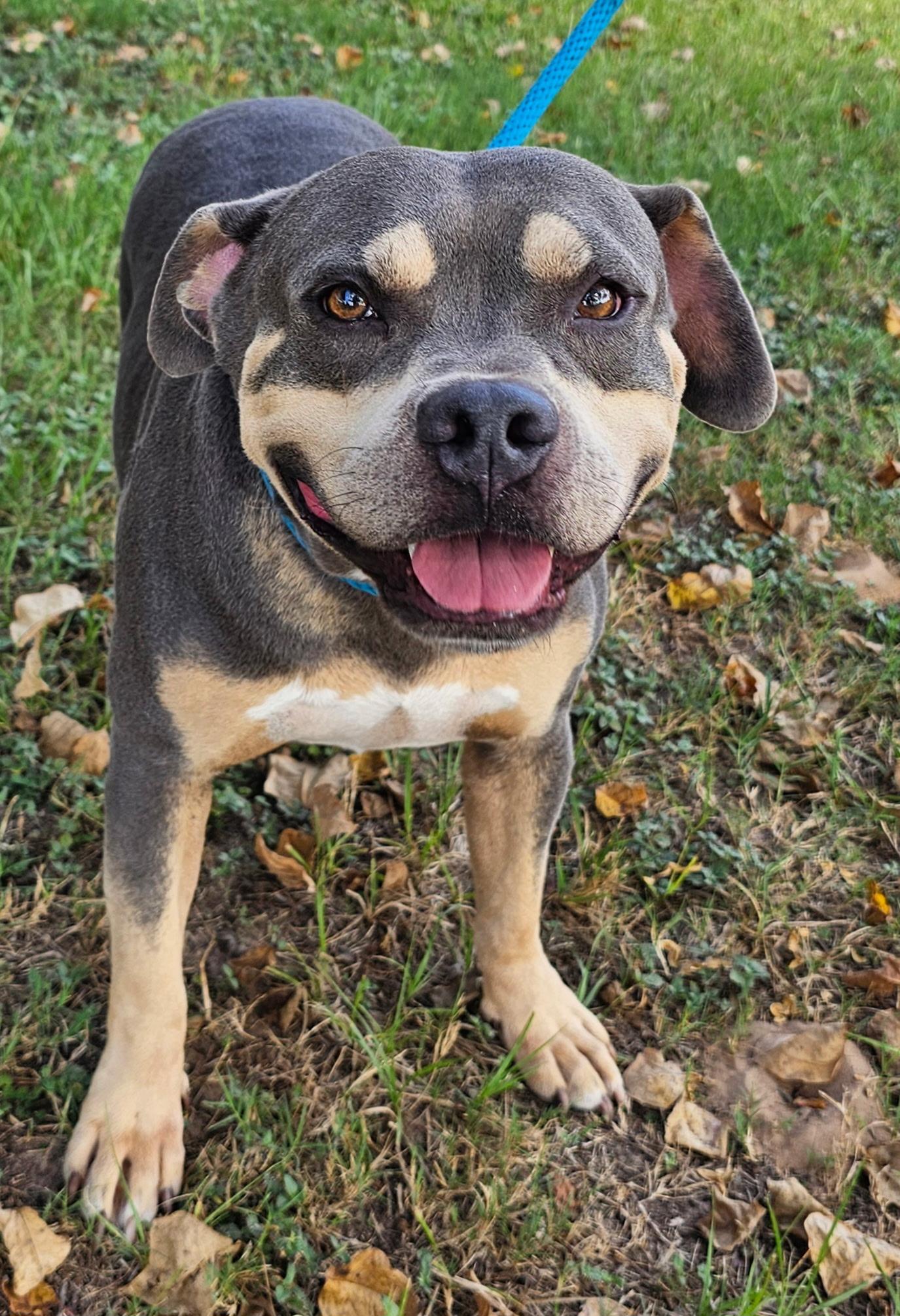 Enlarge CECIL, a Adoptable mixed breed in Albany, NY image 4/6