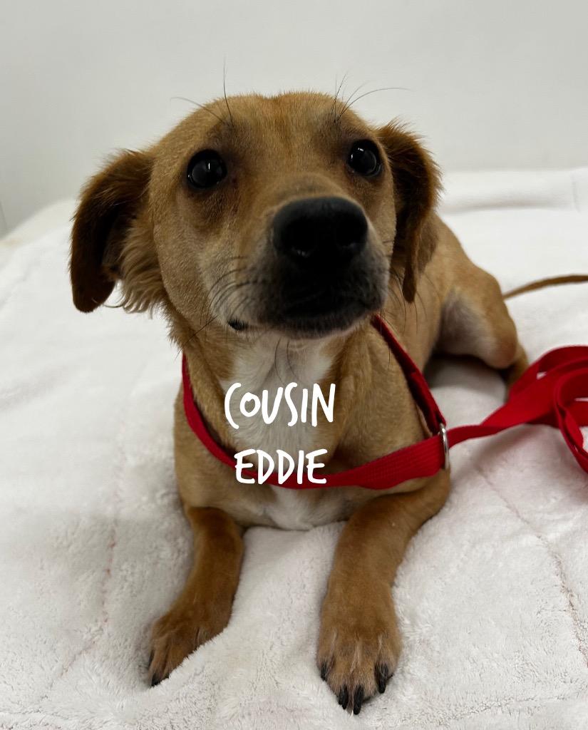 Enlarge Cousin Eddie, a Adoptable mixed breed in Jacksonville, IL image 1/1
