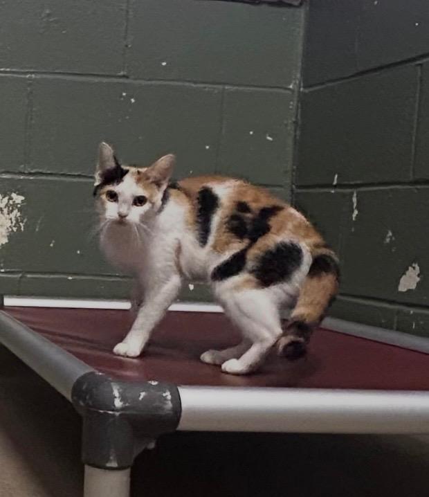 Chanel photo