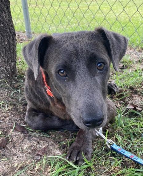 Leon, Adoptable, Adult Male Labrador Retriever.