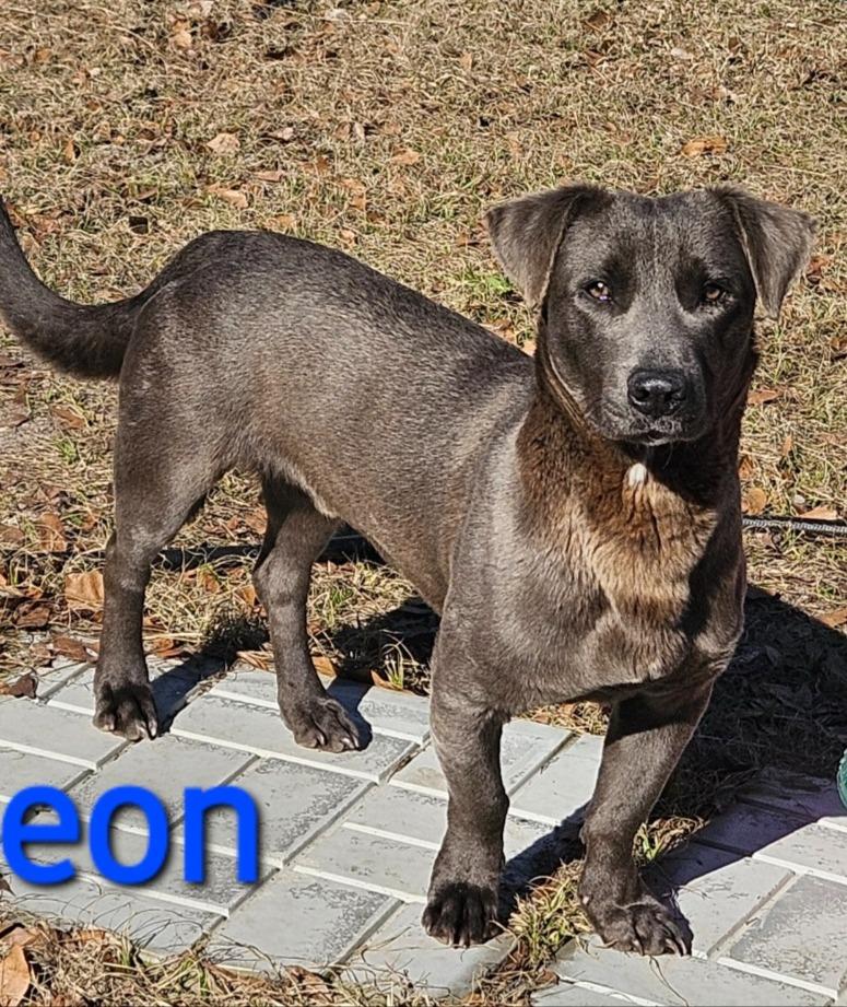 Leon, a Adoptable mixed breed in Hartsville, SC image 3/3