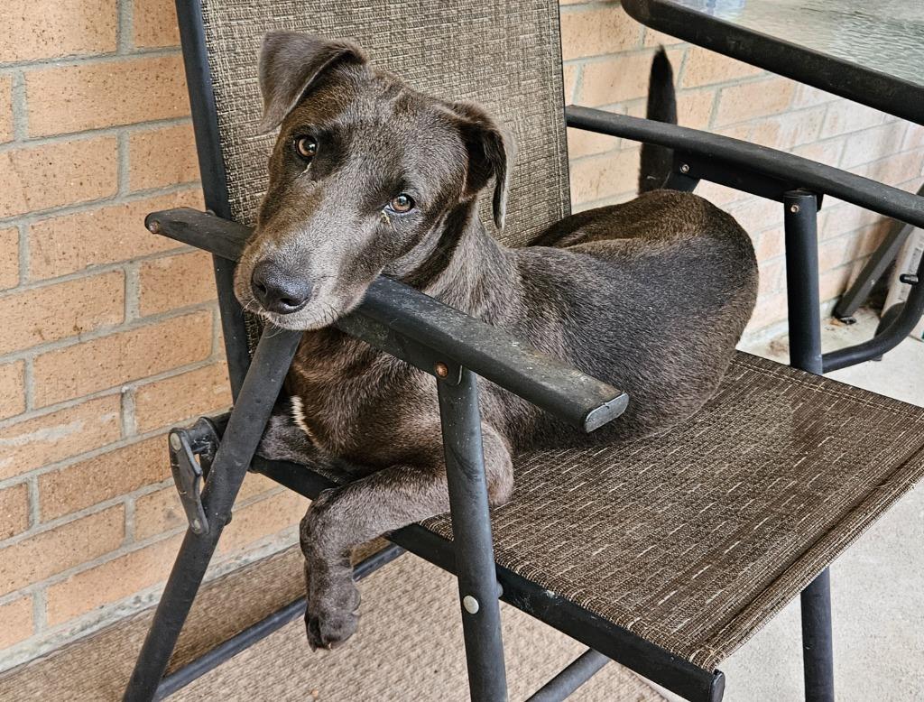 Leon, a Adoptable mixed breed in Hartsville, SC image 3/3