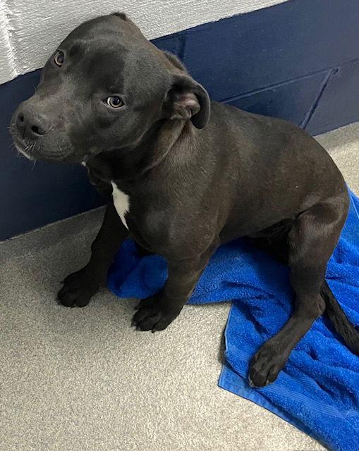 Rocky 4 months Ava 3/25, Adopted, Young Male Saint Bernard.