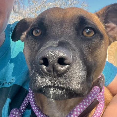 Sandy, a Adoptable mixed breed in Aledo, TX image 1/2