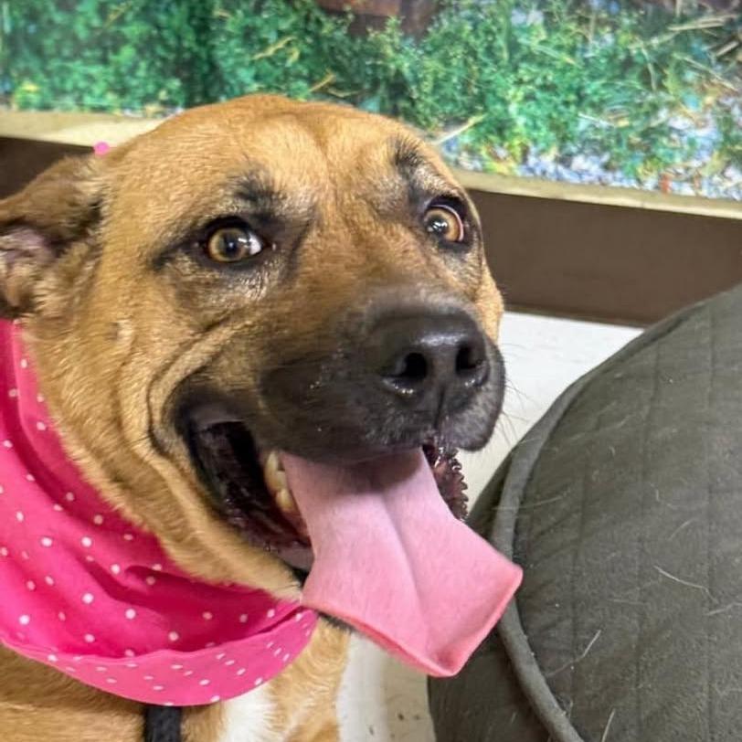 Sandy, a Adoptable mixed breed in Aledo, TX image 2/2