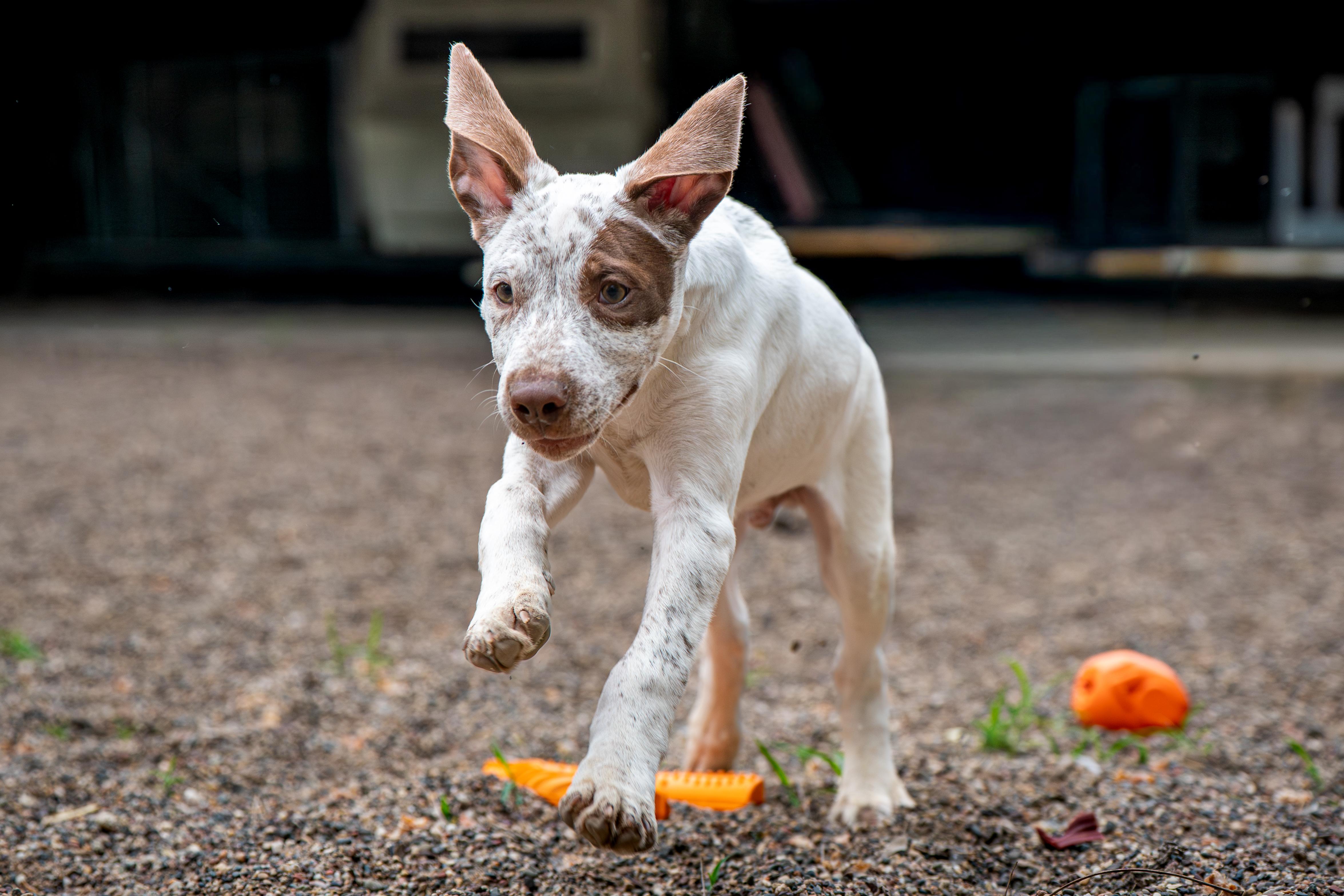 Smokey, ADOPTABLE, Puppy Male German Shorthaired Pointer & Mixed Breed.