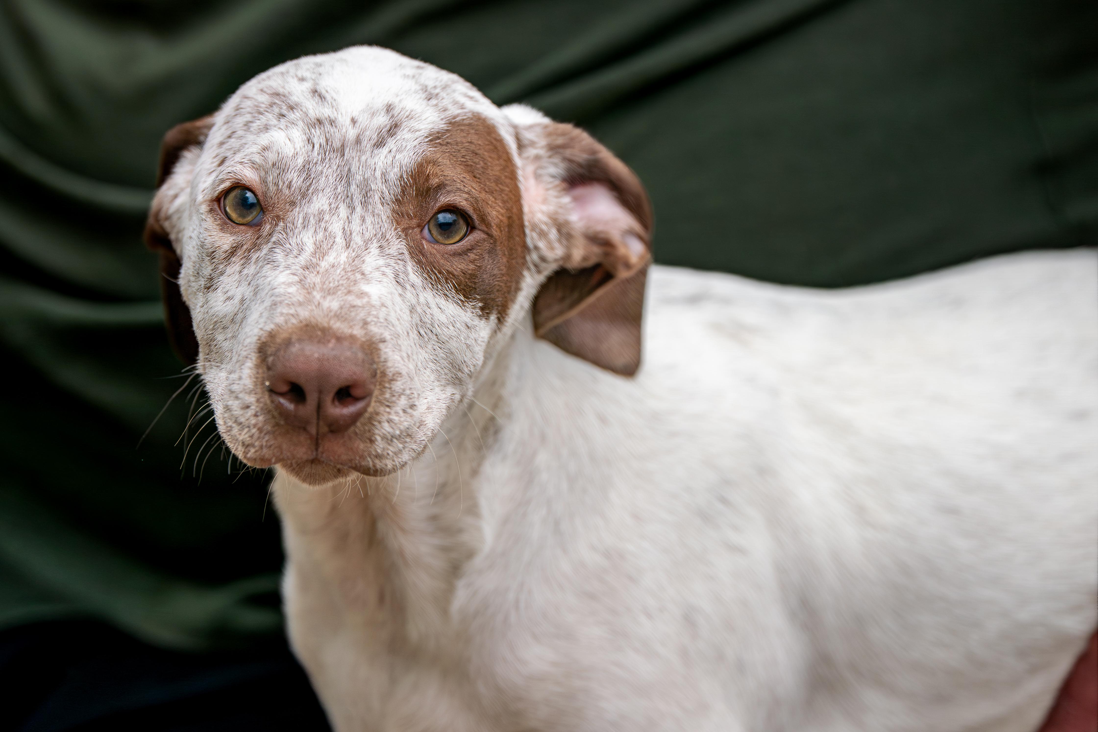 Enlarge Smokey, an adopted mixed breed in Red Wing, MN image 4/4