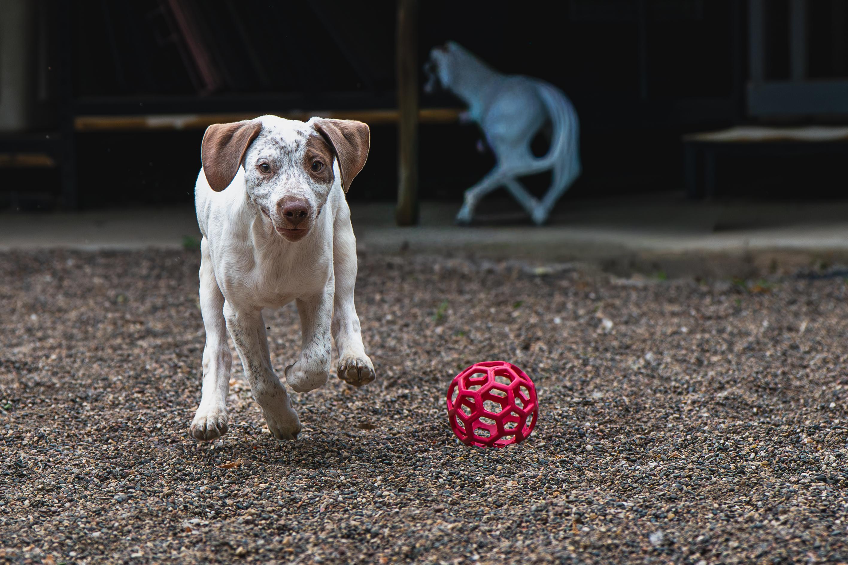 Enlarge Smokey, an adopted mixed breed in Red Wing, MN image 3/4