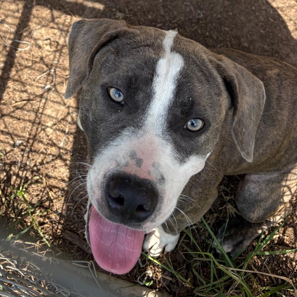 Hillary, Adoptable, Young Female Mixed Breed.