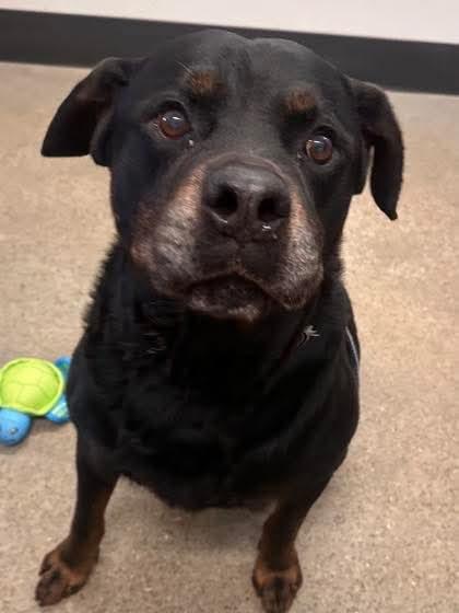 Cannon, Adoptable, Adult Male Rottweiler.