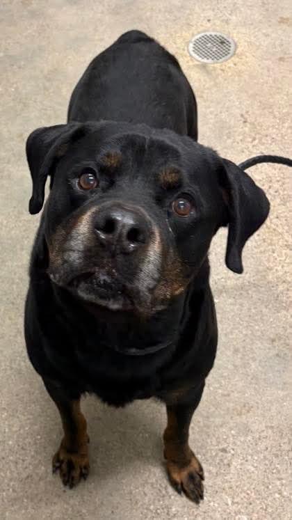 Cannon, Adoptable, Adult Male Rottweiler.