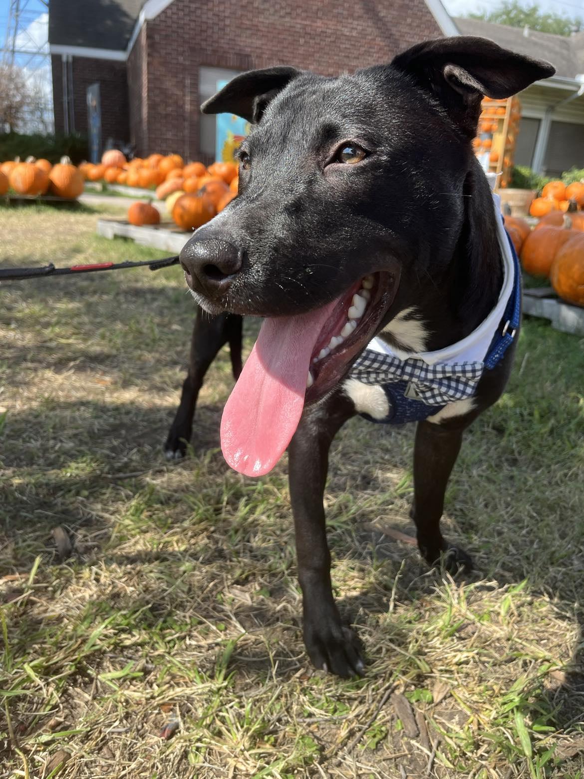 Enlarge Pretzel, a Adoptable mixed breed in Albany , NY image 5/6