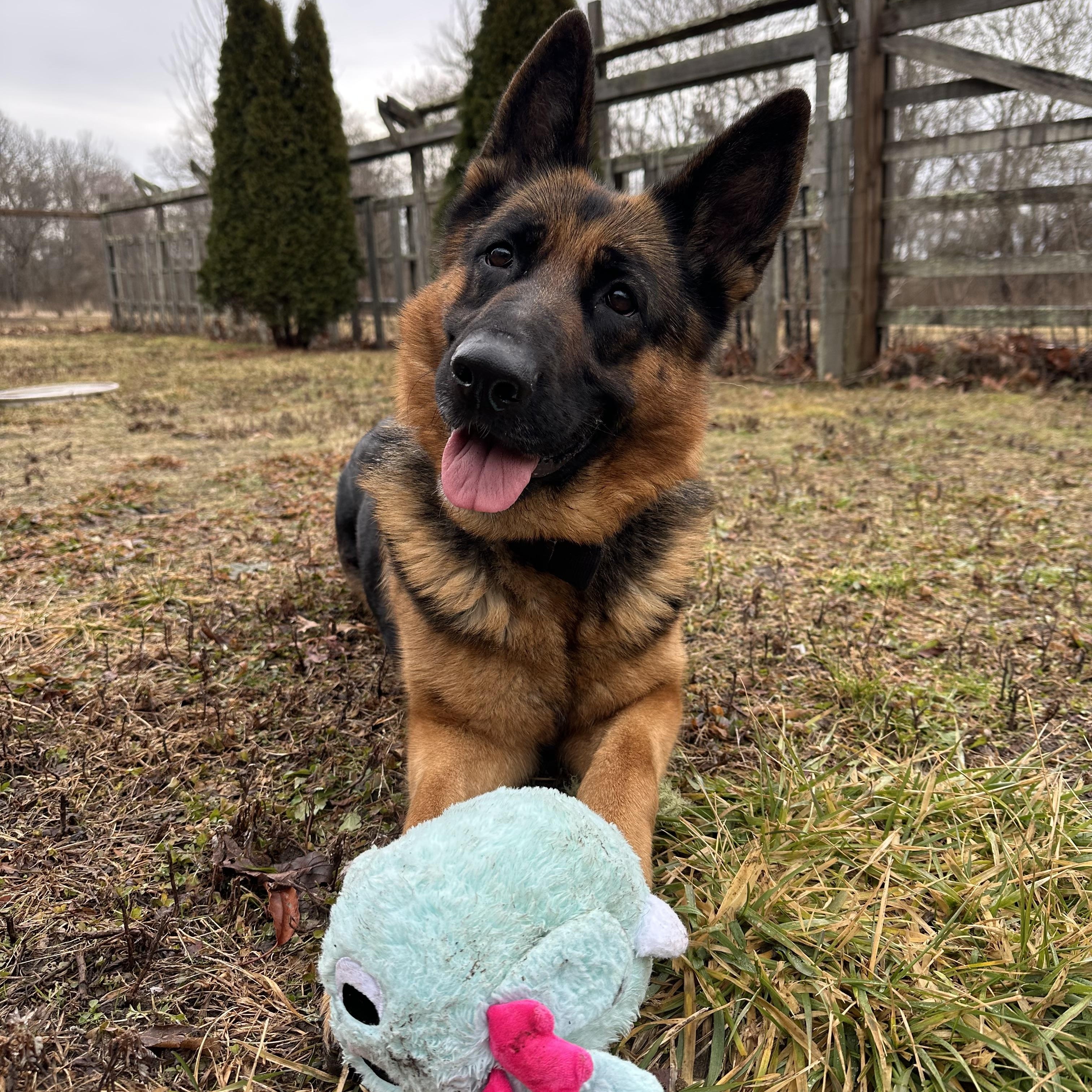 Enlarge Stormy, an adopted German Shepherd Dog in Exeter, RI image 1/6