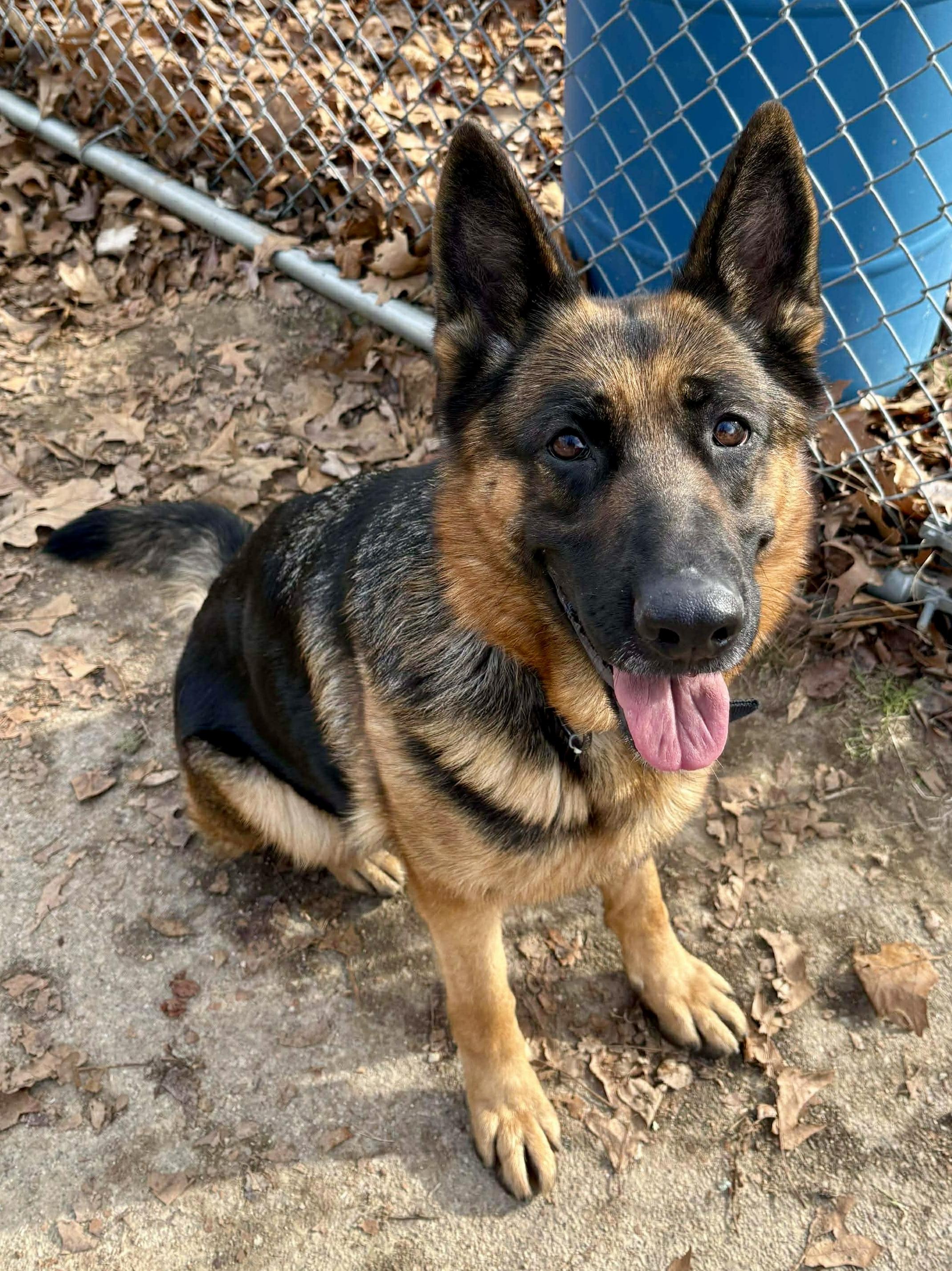 Enlarge Stormy, an adopted German Shepherd Dog in Exeter, RI image 3/6