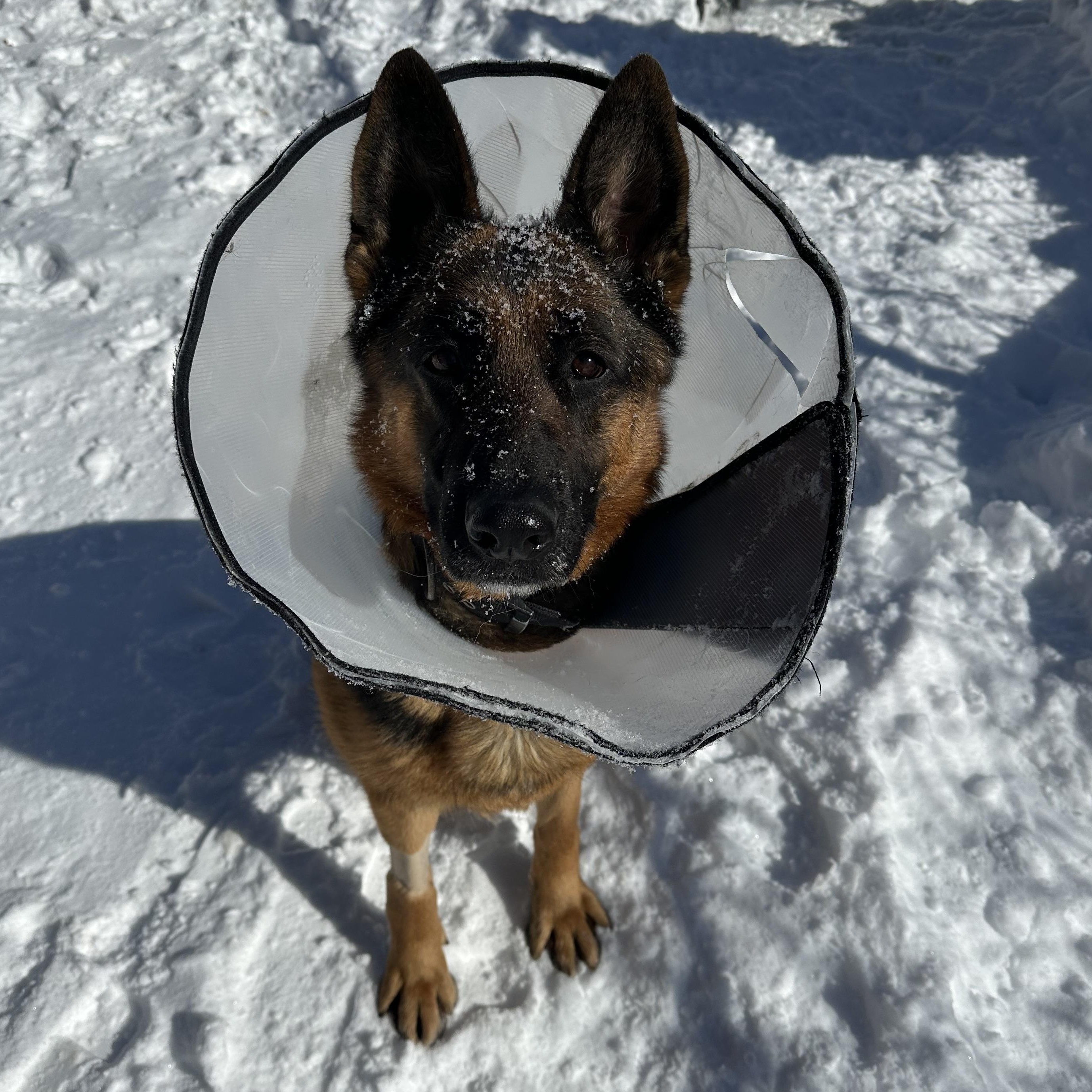 Enlarge Stormy, an adopted German Shepherd Dog in Exeter, RI image 6/6