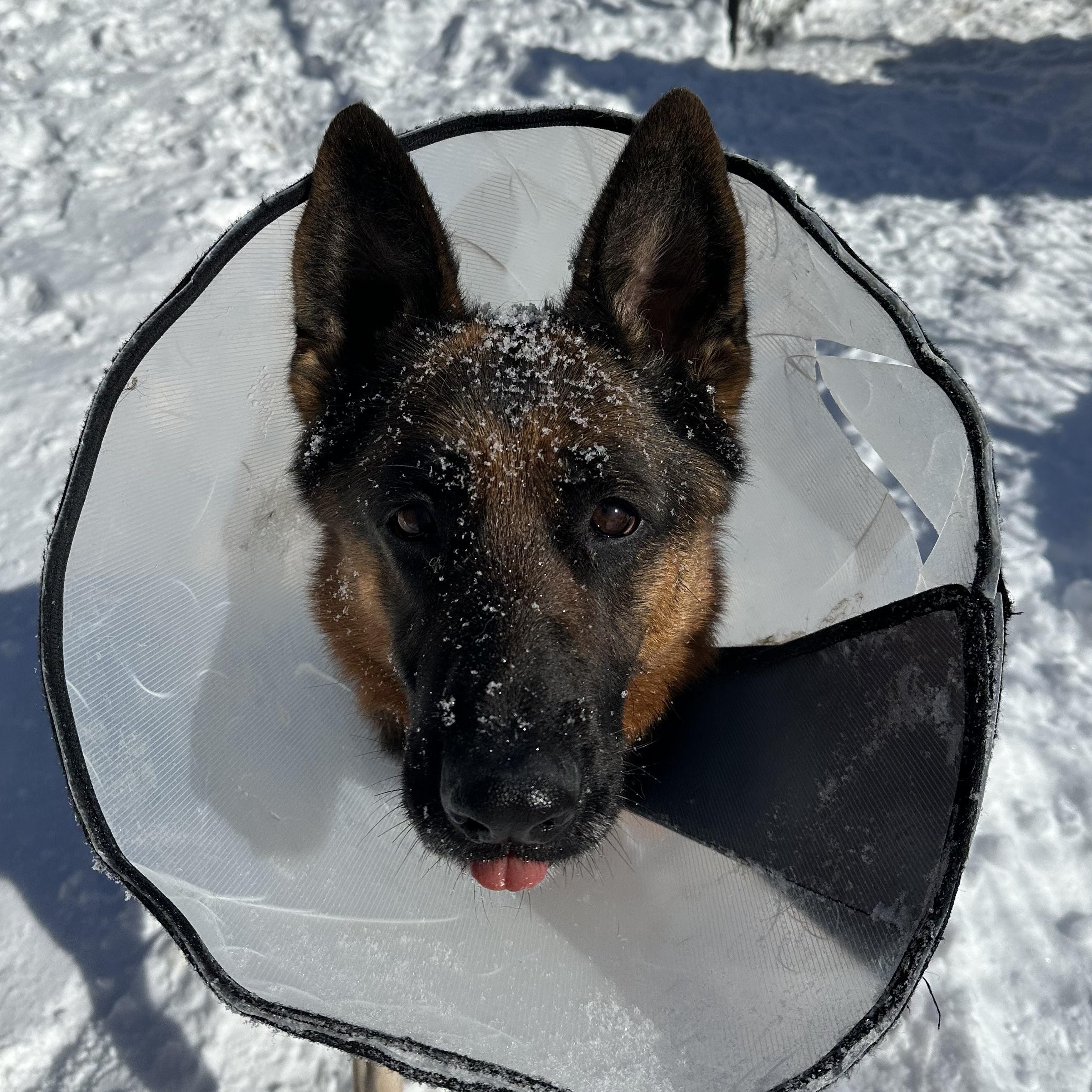Enlarge Stormy, an adopted German Shepherd Dog in Exeter, RI image 2/6