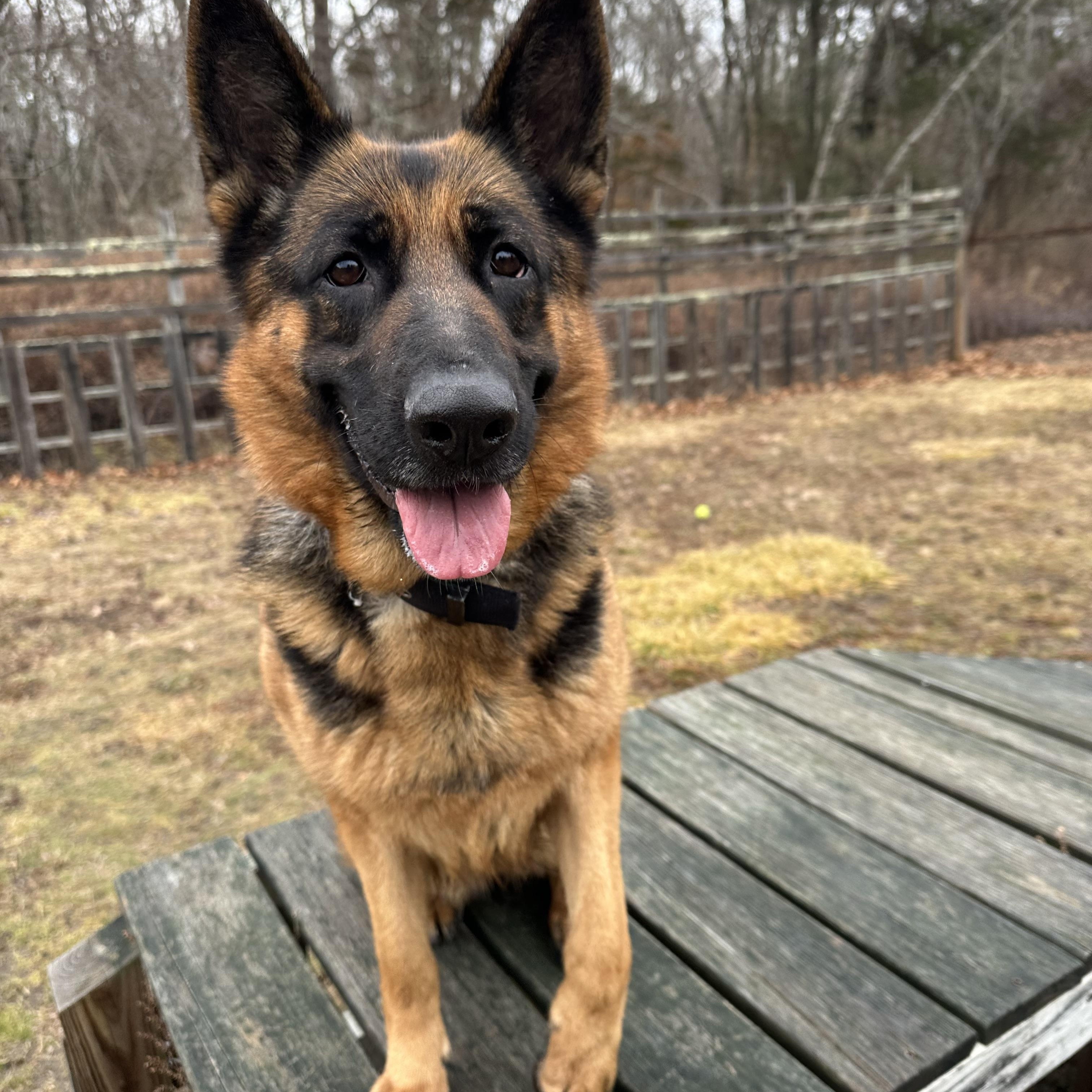 Enlarge Stormy, an adopted German Shepherd Dog in Exeter, RI image 5/6