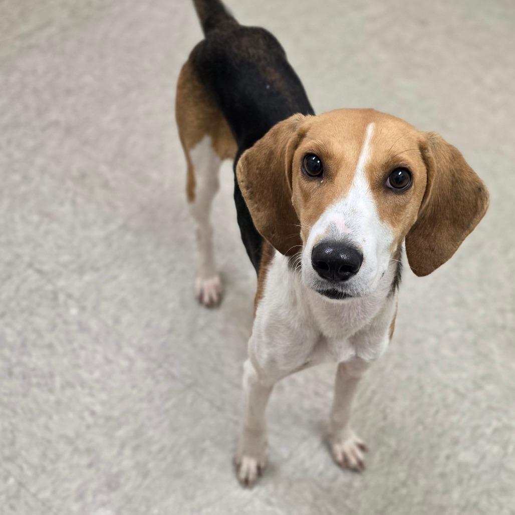 Alma, Adoptable, Adult Female Hound.