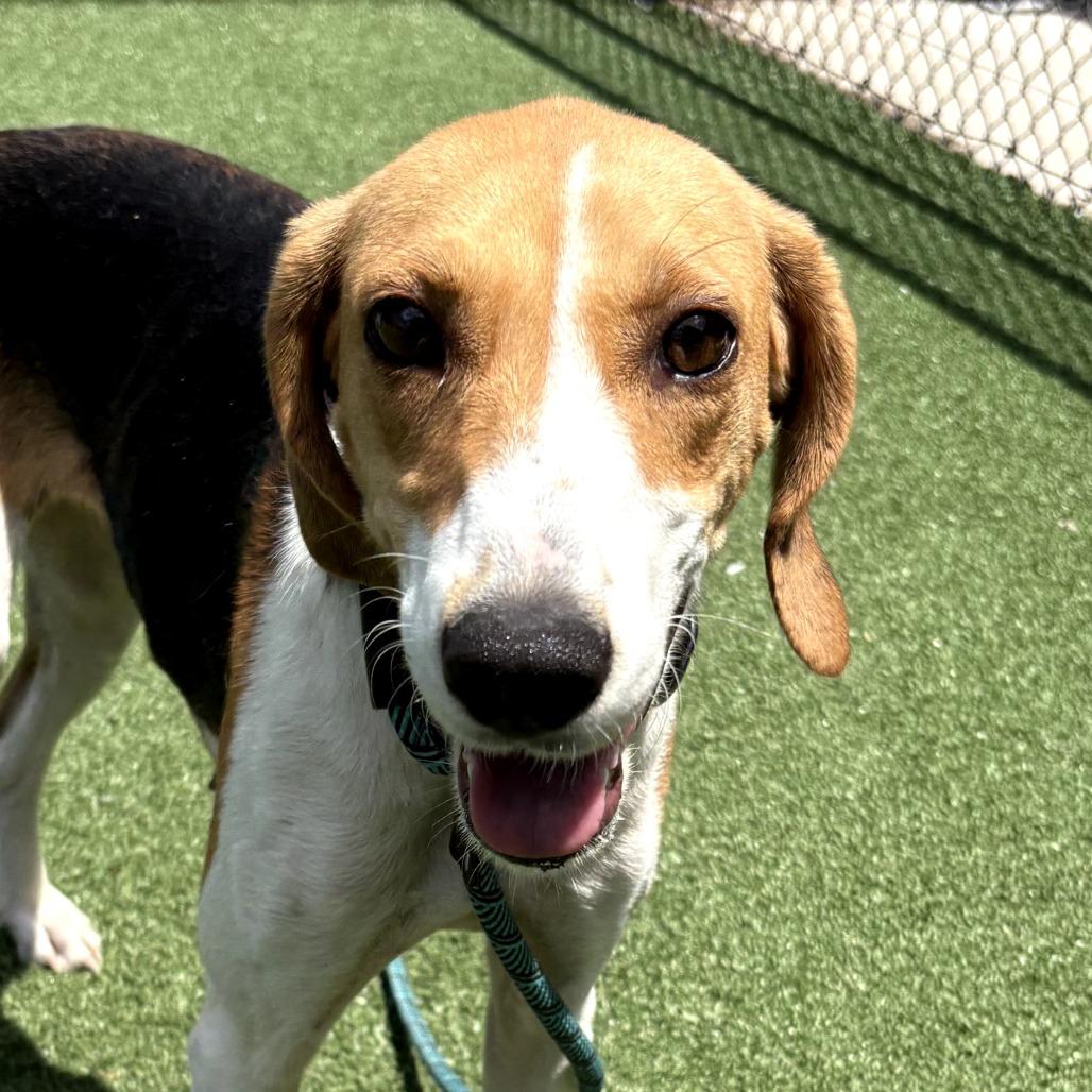 Enlarge Alma, a Adoptable Hound in Chatham, VA image 2/2