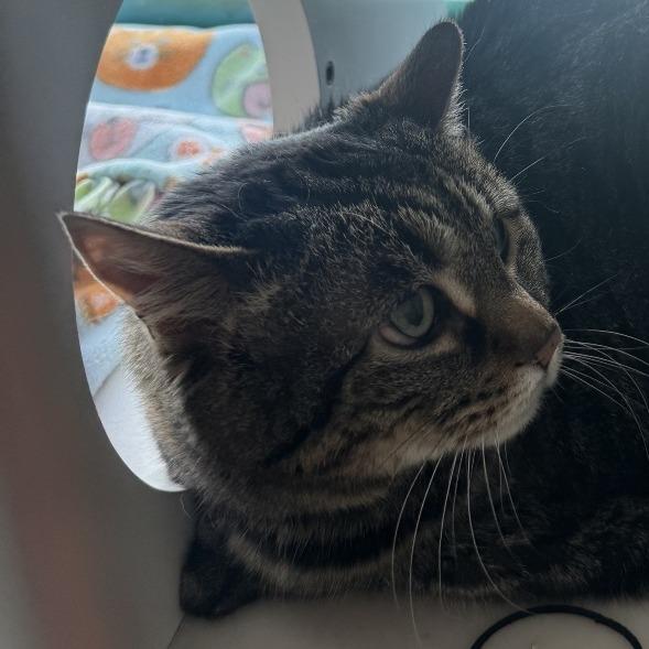 Enlarge Mischa, a Adoptable Domestic Short Hair in Evansville, IN image 2/4