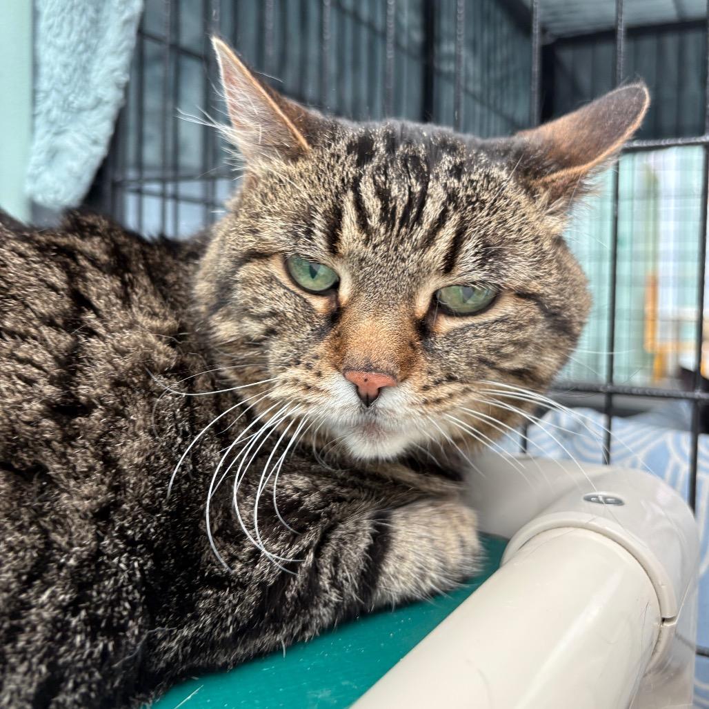 Enlarge Mischa, a Adoptable Domestic Short Hair in Evansville, IN image 3/4