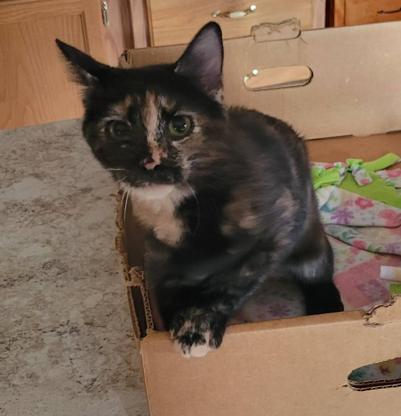 Cosmo, Adoptable, Young Female Domestic Short Hair.