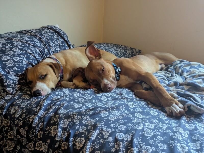 Goose, Adoptable, Young Male Pit Bull Terrier & Mixed Breed.