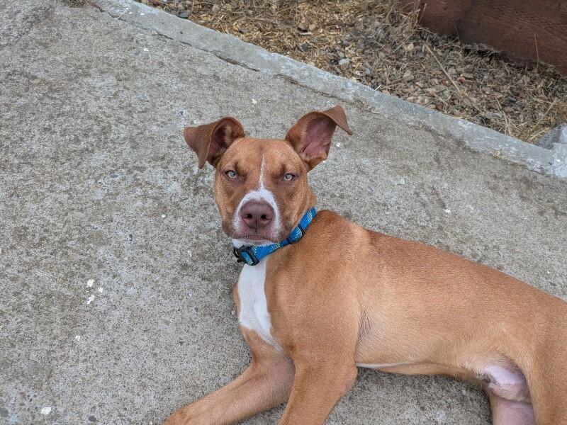 Enlarge Goose, a Adoptable mixed breed in San Pablo, CA image 2/6