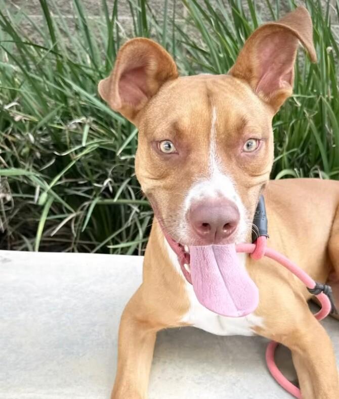 Enlarge Goose, a Adoptable mixed breed in San Pablo, CA image 3/6