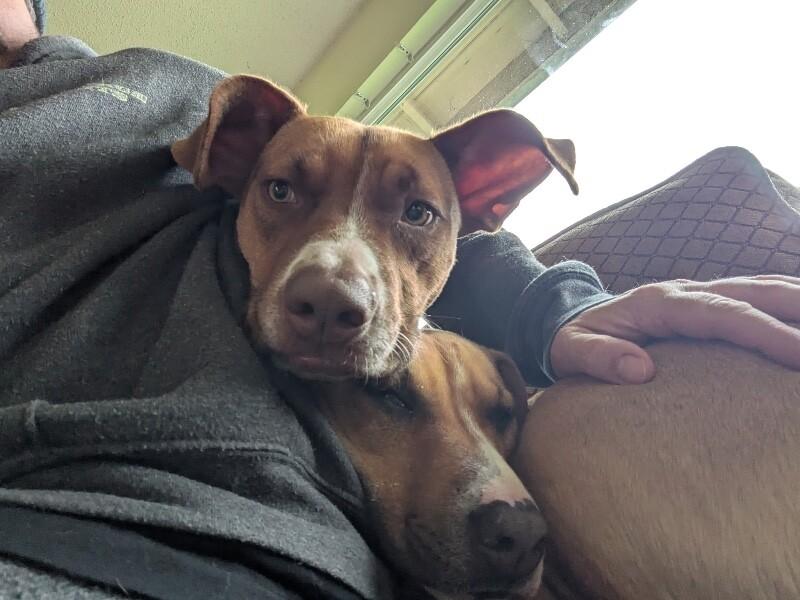 Enlarge Goose, a Adoptable mixed breed in Van Nuys, CA image 1/6