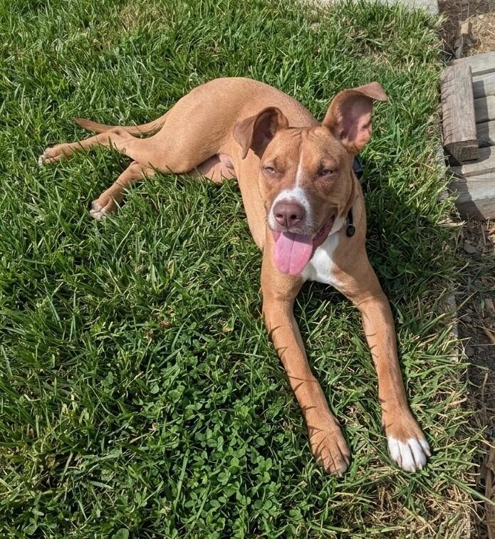 Goose, Adoptable, Young Male Pit Bull Terrier & Mixed Breed.