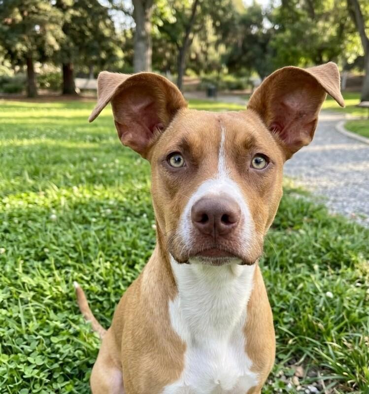 Enlarge Goose, a Adoptable mixed breed in Van Nuys, CA image 2/6