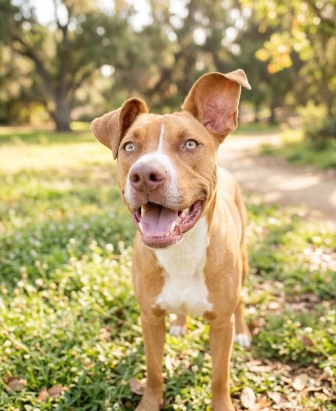 Enlarge Goose, a Adoptable mixed breed in Van Nuys, CA image 3/6