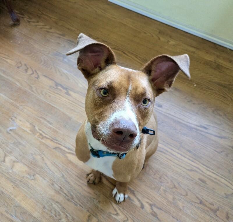 Goose, a Adoptable mixed breed in Van Nuys, CA image 3/6