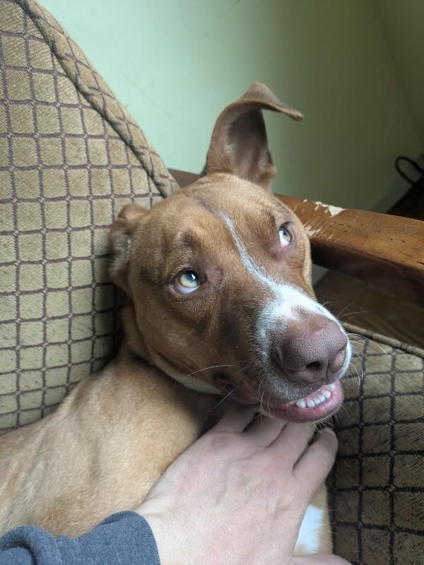 Enlarge Goose, a Adoptable mixed breed in Van Nuys, CA image 2/6