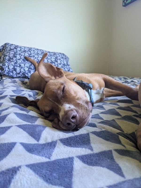 Enlarge Goose, a Adoptable mixed breed in Van Nuys, CA image 3/6