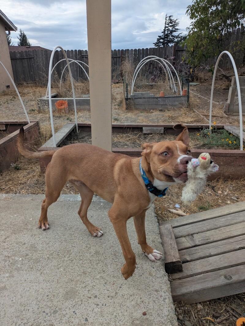 Enlarge Goose, a Adoptable mixed breed in San Pablo, CA image 4/6