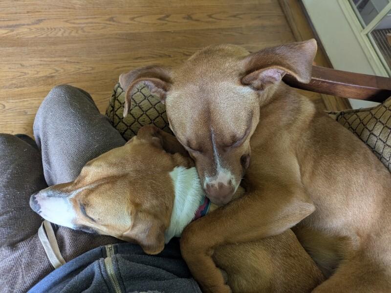 Enlarge Goose, a Adoptable mixed breed in Van Nuys, CA image 4/6