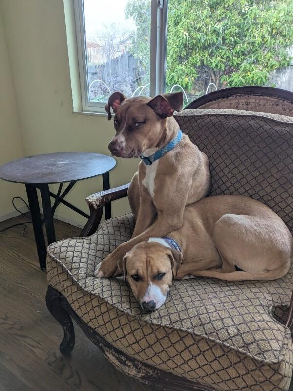 Enlarge Goose, a Adoptable mixed breed in Van Nuys, CA image 5/6